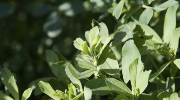 lucerna tonic miraculos