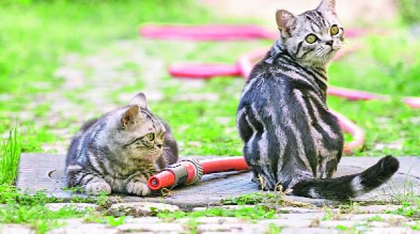 mite de primavara la sala palatului