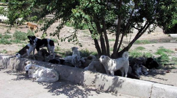 cine raspunde de moartea micutei