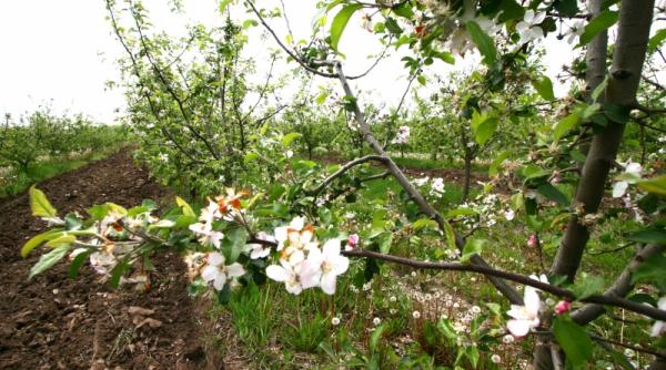 proiect subventii pentru agricultorii eco