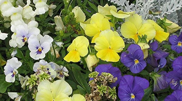 nu uitati ca florile sint vii