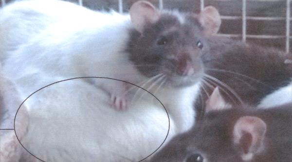 aspartamul un experiment uimitor