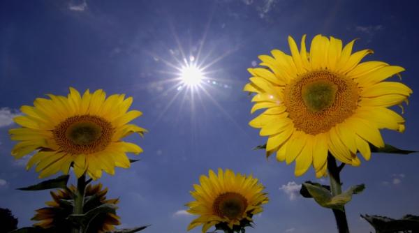 eco protejeaza mediul