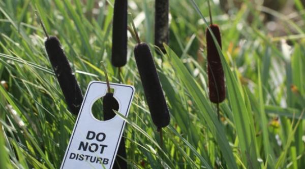 campanie 2 pentru fauna deltei