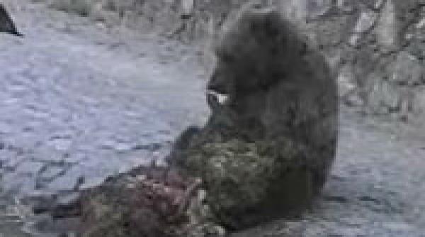 ursii au inceput sa coboare in sinaia