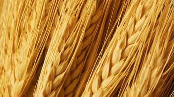 vitamine din griu integral