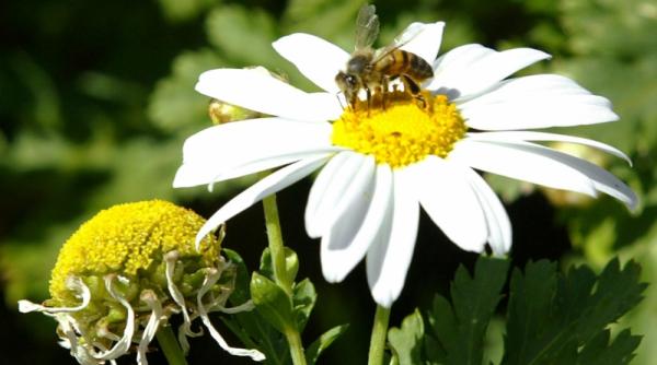 studiu poluarea afecteaza albinele