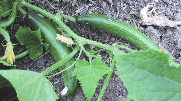 printul cucurbitaceelor