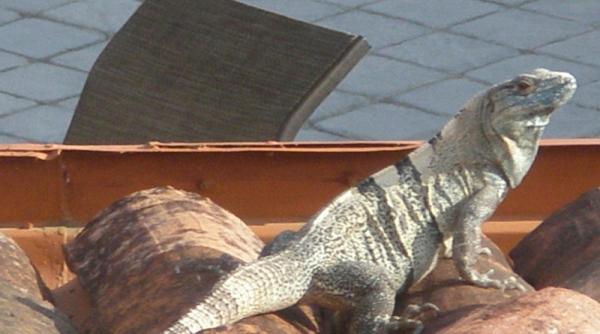 neobisnuita poveste a unei iguana