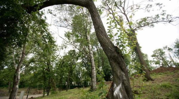 copaci otraviti in parcul bordei