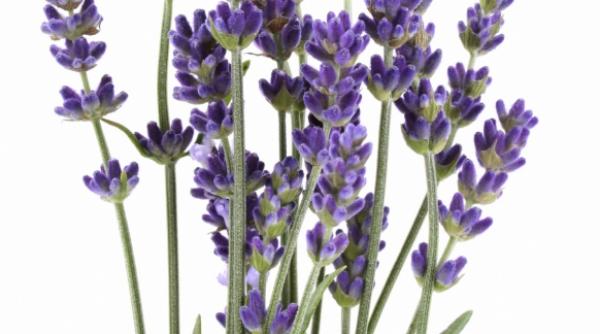 dictionar plante vindecatoare pentru suflet