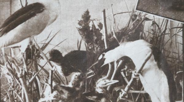 puiul de om si puiul de animal