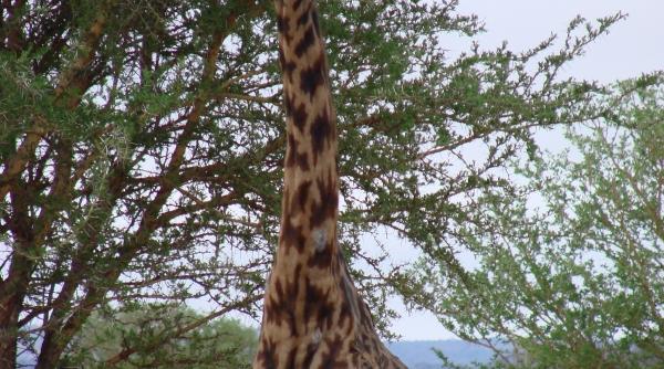 tren de placere in africa neagra ii