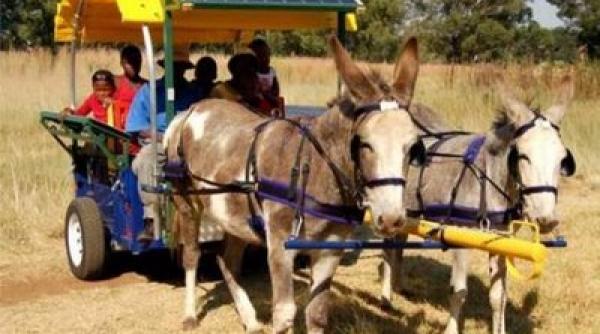 ministrul pacuraru caruta si magarul