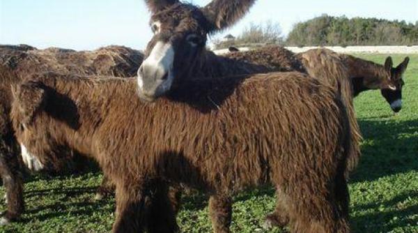 protest inedit cu peste 1 700 de oi magari si caini