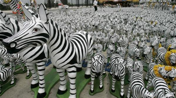 zebrele animale divine in thailanda