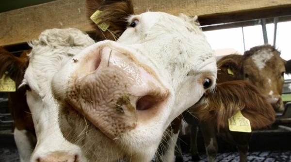 fermierii nu cer bani