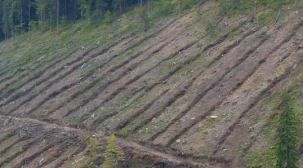reconstructie ecologica renaturare in parcul national retezat