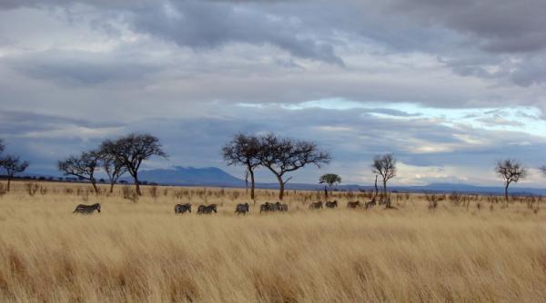 tren de placere in africa neagra iv