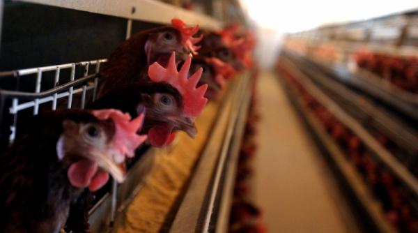 piata avicola prinde aripi