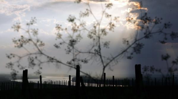 templele naturii si dusmanii lor naturali