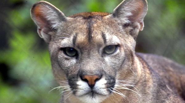 sua un american a fost atacat si mincat de o puma