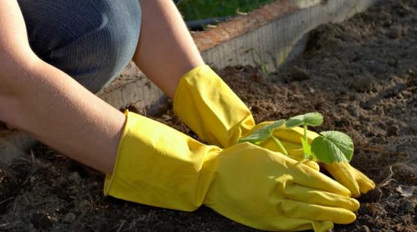 hrana bio din gradina