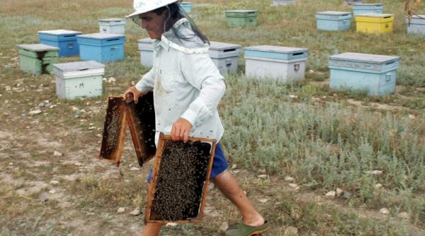 in patria trintorilor albina e falimentara