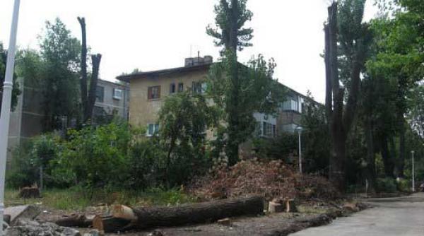 copaci taiati pentru un bloc