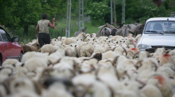 bani pentru oi