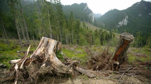 jos drujbele de pe ceahlau