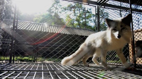 asasinat pentru o vanitate de doi lei