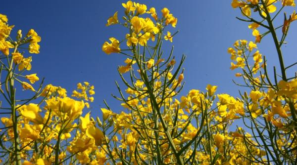 mincare biocombustibilii sursa scumpirilor