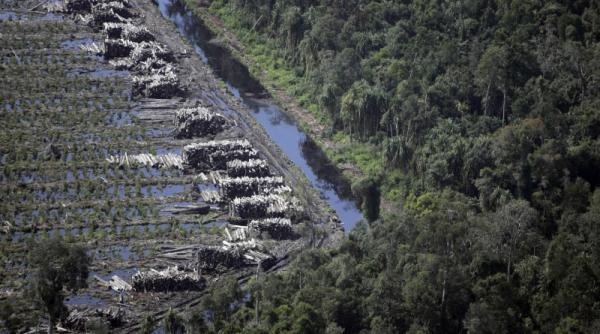defrisarile din america de sud padurea amazoniana lipsita de proprietari