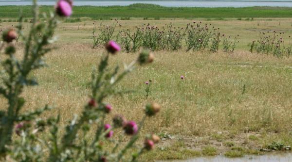 cadastrul deltei ilegal