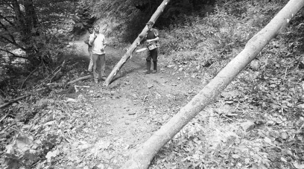 drujba romsilva pazeste padurea