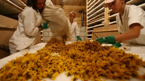 necunoscuta noua apreciata in europa