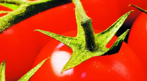 rosiile previn alzheimerul