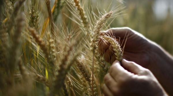 un gazprom pentru mincare