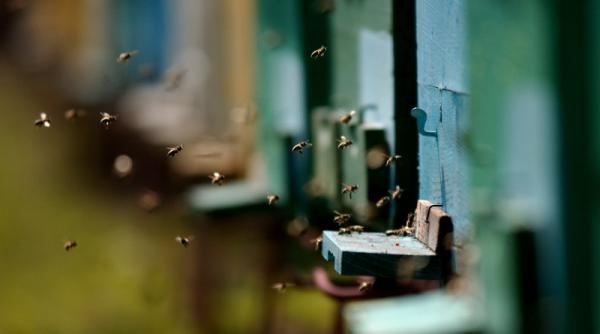 4 milioane de euro pentru apicultura