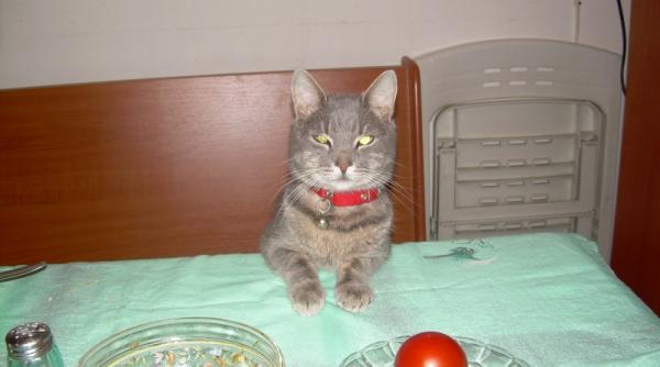 ccedil a va ccedil a va eu sint sava