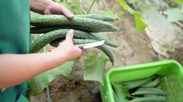 cum sa gradinariti eco