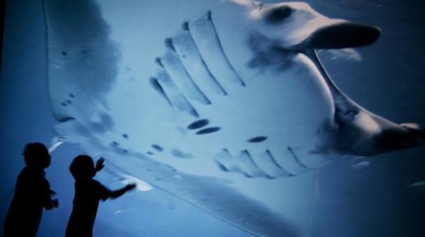 pisica de mare perfecta