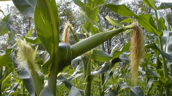 omg contamineaza bio