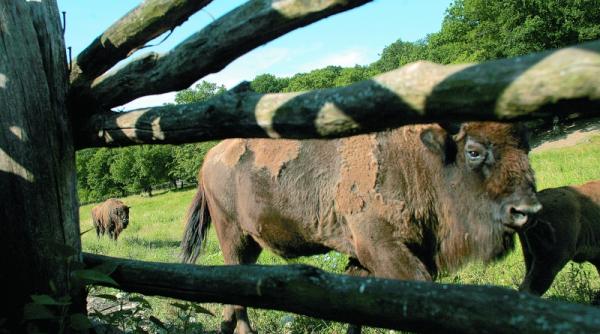 ping pong cu zimbrii de la hateg