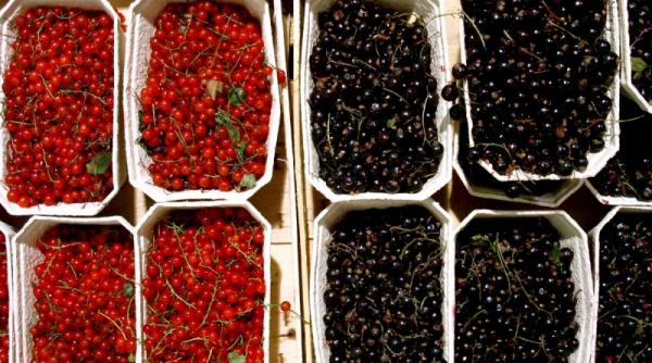 coacazele si vitamina c