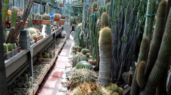 petale printre spini si pasiune