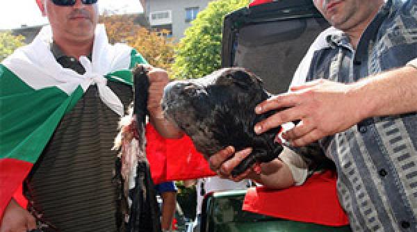 bulgaria protest capete de animale cadou pentru guvernanti