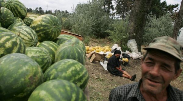 cum se fabrica pepenii de dabuleni