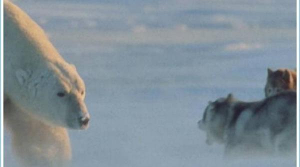 in salbaticie urs polar vs husky